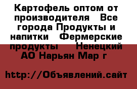 Картофель оптом от производителя - Все города Продукты и напитки » Фермерские продукты   . Ненецкий АО,Нарьян-Мар г.